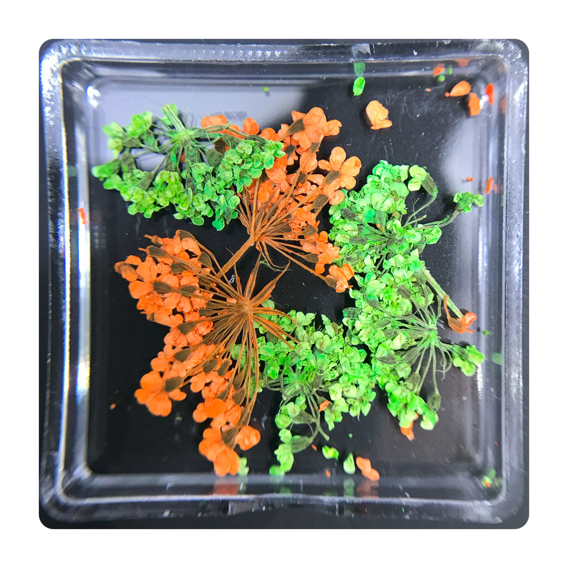 دیزاین گل خشک ناخن مدل FN06